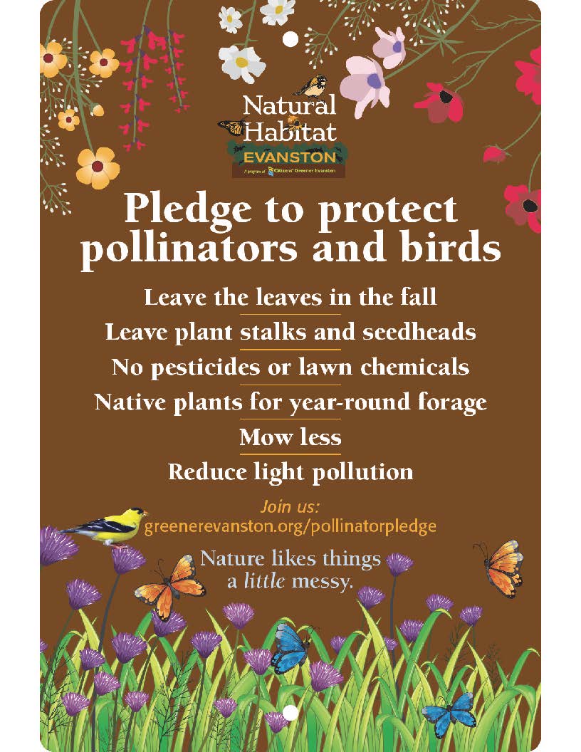 pledge brown with wildflowers pledge brown wildflowers
