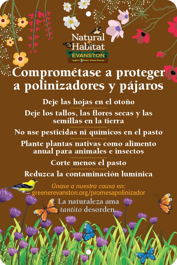 pledge brown with wildflowers Spanish pledge brown wildflowers Spanish