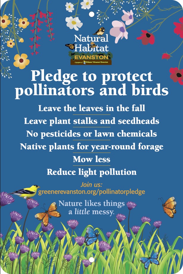 pledge blue with wildflowers pledge with brown wildflowers